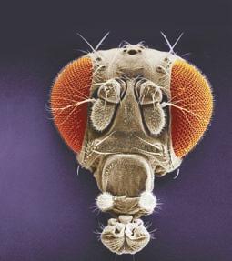 Like other bilaterally symmetrical animals, Drosophila has an anterior-posterior (head-to-tail) axis, a dorsalventral (back-to-belly) axis, and a right-left axis.