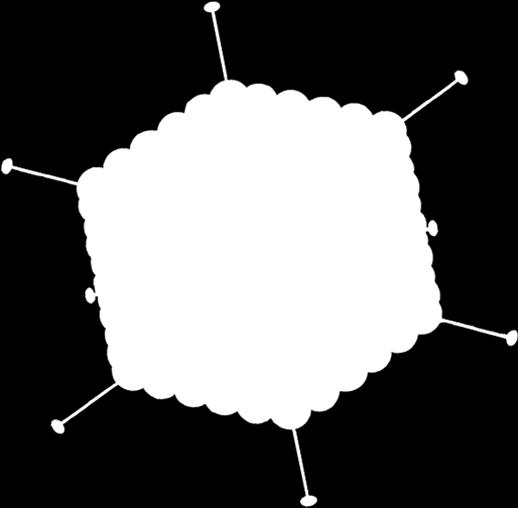 similarly shaped viruses are referred to as icosahedral viruses (Figure 19.3b). Some viruses have accessory structures that help them infect their hosts.