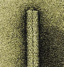 Many of the most complex capsids are found among the viruses that infect bacteria, called bacteriophages, Figure 19.3 Viral structure.