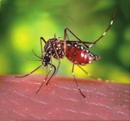Finally, genetic mutations and changes in host ranges can allow viruses to jump from one species to another. Many viruses, including chikungunya, mentioned earlier, can be transmitted by mosquitoes.
