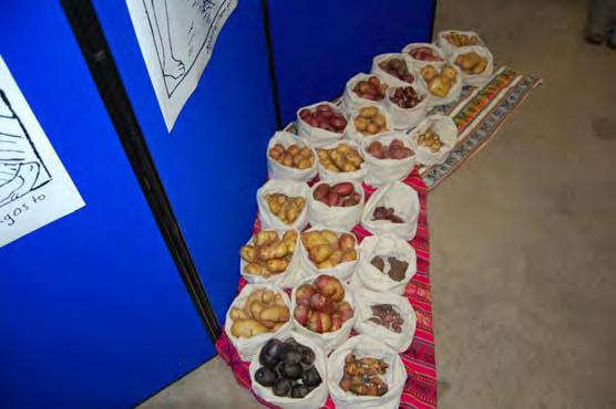 potatoes of Latin America held in genebanks such as the Commonwealth Potato Collection at SCRI.