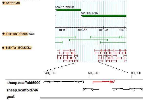 Inter-scaffold gaps on chromosomes: real gaps, unmapped scaffolds and wrong assembly tips Example of overlapping assembly between two
