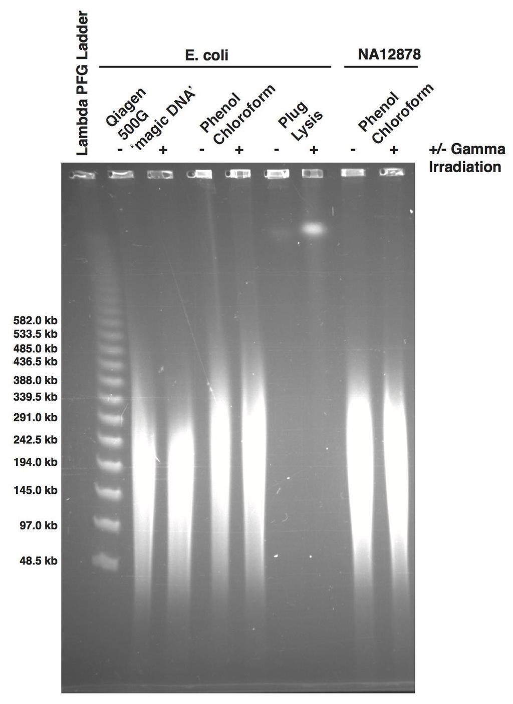 Supplementary Figure 11 Ultra-long reads DNA extraction Pulsed-field gel showing fragment sizes of; E.