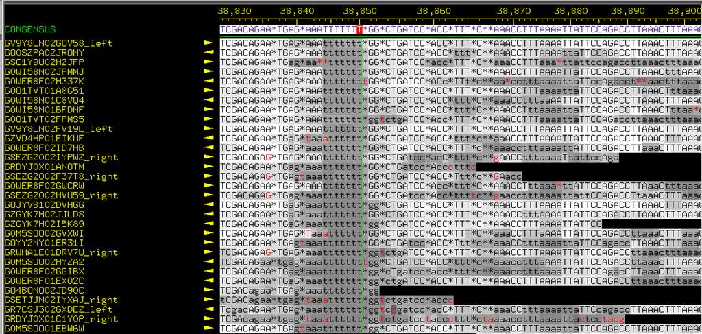 Fourteen of the 42 reads from 454 sequencing (highlighted in yellow) disagreed with the seven T length, but 28 agreed with the consensus sequence.
