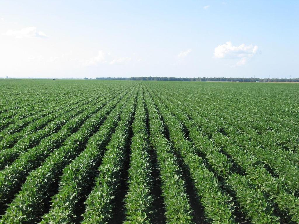 Arkansas Soybean Production 1.
