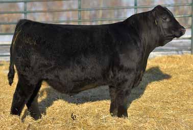 Semen: $30/unit Volume Discount Eligible EGL GAME CHANGER D136 AMGV: 1372783 38% Gelbvieh CALVED: February 24, 2016 [KCF Bennett Y6 x EGL Evelynn U426] One of the most exciting young Balancer sires