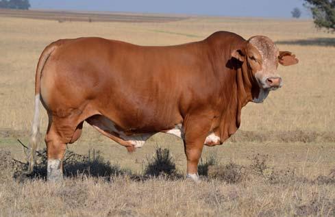 Twelve reasons to persuade you to breed with Simbra! Why Simbra? 1) Become a breeder of one of the fastest growing breeds of cattle in Southern Africa.
