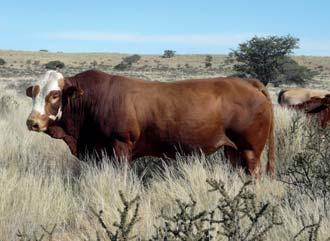 The breed is fast becoming known as the All-rounder Southern Africa Breed.