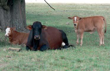 The most profitable cow on the farm has the colour that is pusued by the breed society.