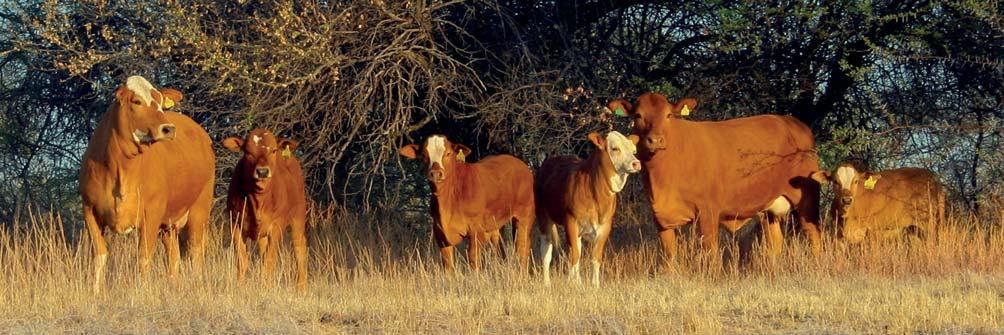 Why Simbra? Breed Society The Simmentaler and Simbra Cattle Breeder s Society of Southern Africa is a dynamic and independent Society.