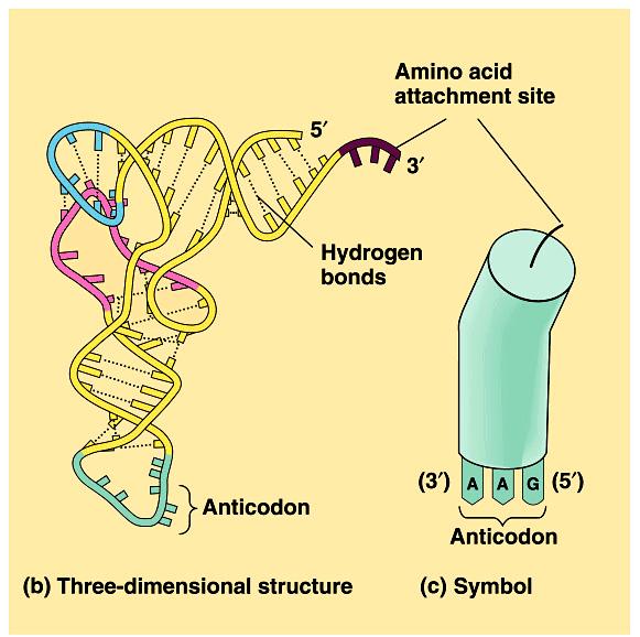 Arg CAU Val codon anti-codon transcription cytoplasm translation protein trna structure Clover leaf