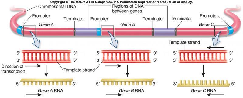 Direction of transcription and DNA strand used varies among genes In all