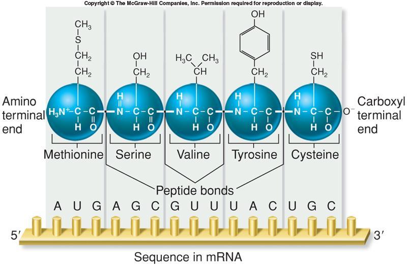 Polypeptide chain has directionality Parallels 5 to 3 orientation of mrna N-terminus or