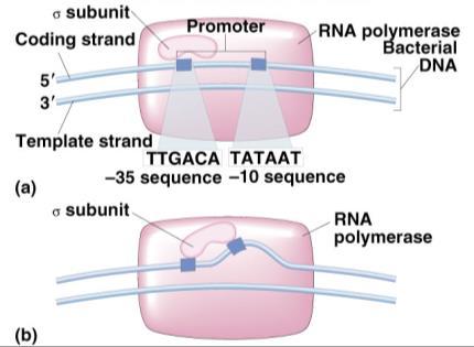 Prokaryotes Promoter sequences upstream of gene