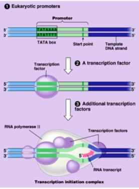 Transcription in Eukaryotes Initiation complex transcription factors bind to promoter region
