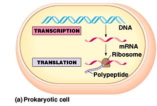 Eukaryote Genetics Differences between prokaryotes & eukaryotes time & physical separation