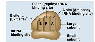 Ribosomes A site (aminoacyl-t site) holds t