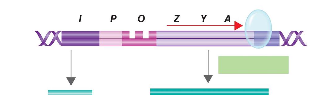 Inducible Operon Transcription Operon mrna Translation Allolactose (inducer) Inactive repressor protein Permease β-galactosidase Transacetylase Repressor inactive, operon on.