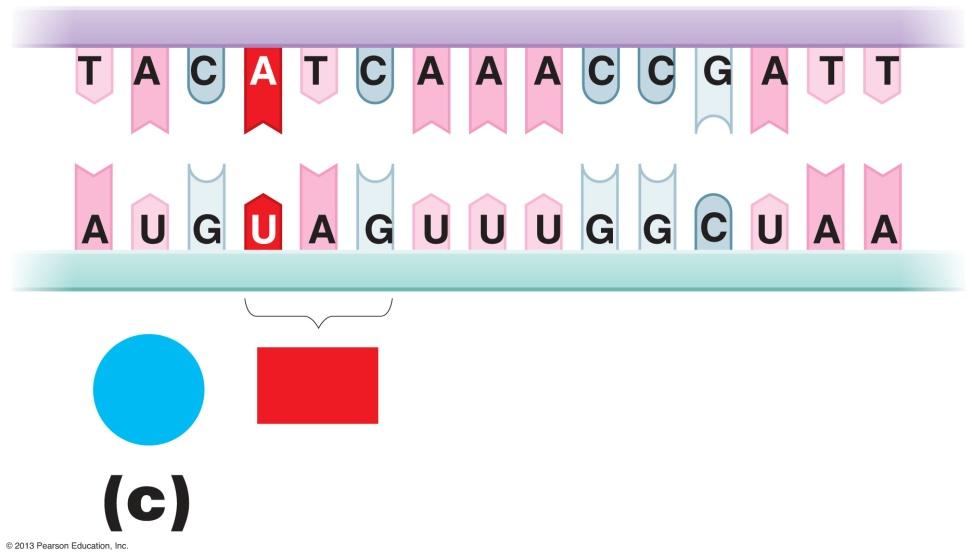 DNA (template strand) Types of mutations and their effects on the amino acid sequences of proteins.