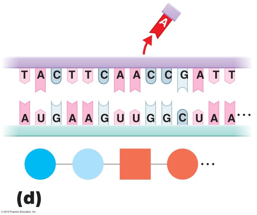DNA (template strand) Types of mutations and their effects on the amino acid sequences of proteins.