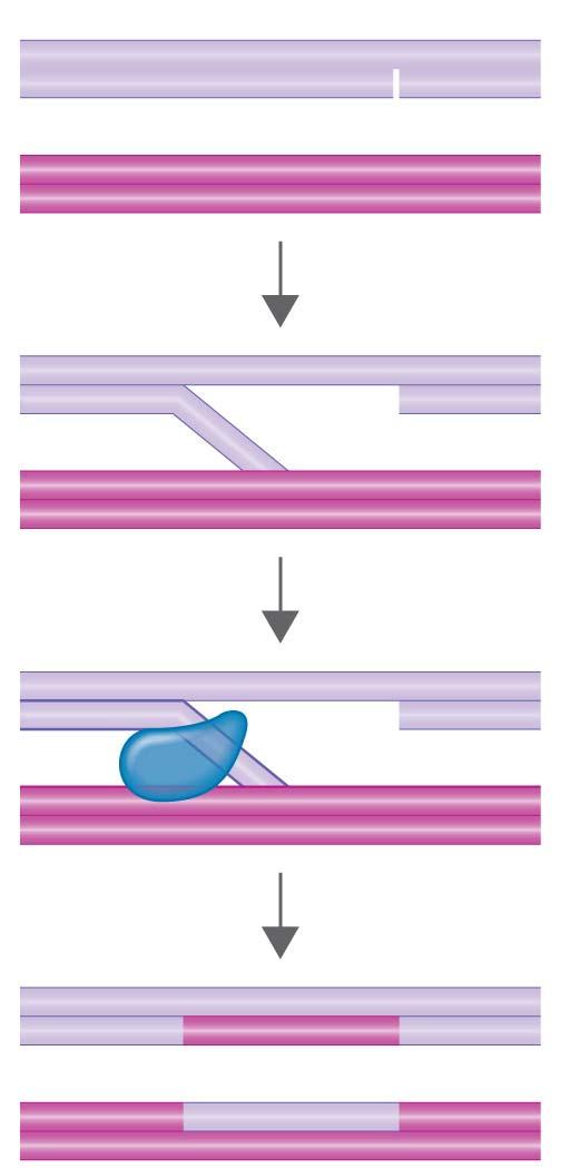 DNA from one cell aligns with DNA in the recipient cell. Notice that there is a nick in the donor DNA. Donor DNA Recipient chromosome Genetic recombination by crossing over.