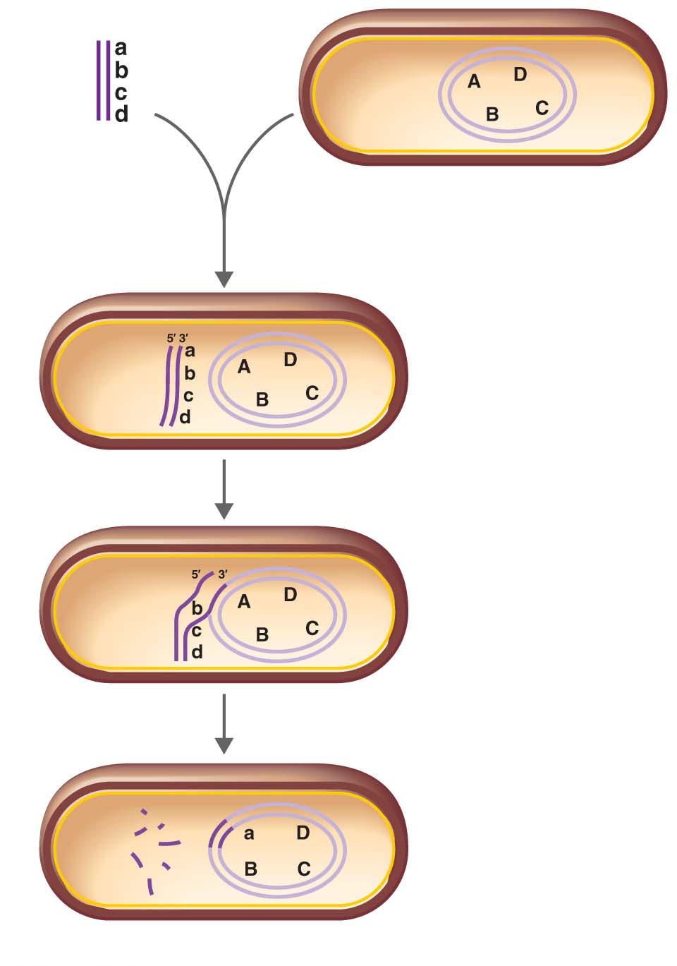 The mechanism of genetic transformation in bacteria. Recipient cell Chromosomal DNA DNA fragments from donor cells Recipient cell takes up donor DNA.