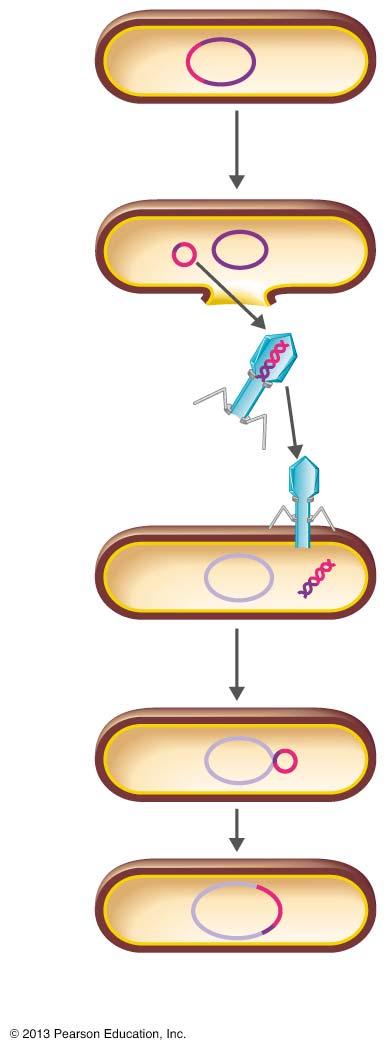Specialized transduction. Prophage Galactose-positive donor cell gal gene gal gene Bacterial DNA 1 2 Prophage exists in galactose-using host (containing the gal gene).