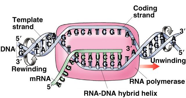 Transcription Transcribed DNA strand = template strand untranscribed DNA strand =