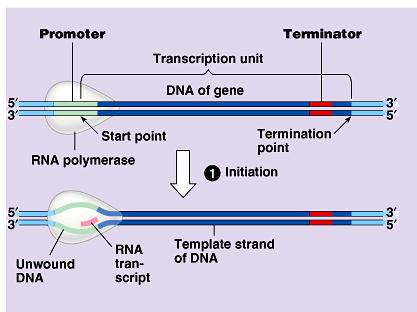 Transcription in Prokaryotes Initiation RNA polymerase binds to promoter sequence on DNA Role of promoter 1.