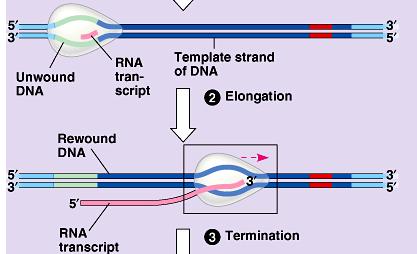 Transcription in Prokaryotes Elongation RNA polymerase unwinds DNA ~20 base pairs at a time