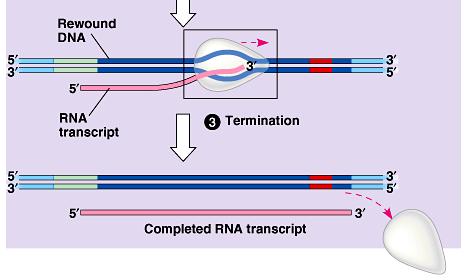 Transcription in Prokaryotes Termination RNA polymerase stops at