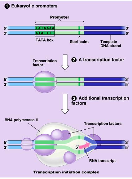 Transcription in Eukaryotes Initiation complex transcription factors bind to promoter region upstream of gene
