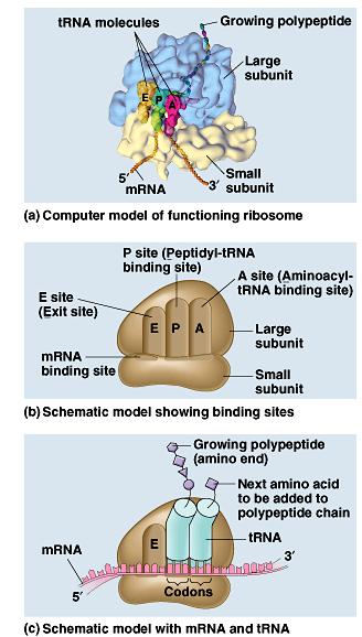 Ribosomes Facilitate coupling of trna anticodon to mrna codon