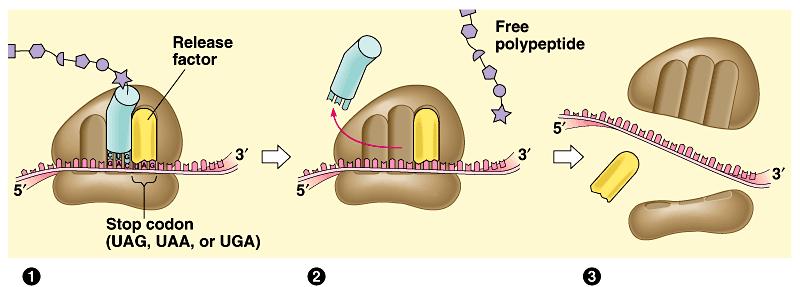 Termination: release polypeptide Release factor release protein bonds to A
