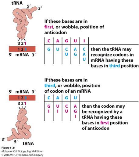 Nonstandard base pairing at the wobble position. 1. How many trnas are existed for amino acid codon?