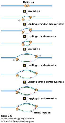 Bidirectional mechanism of DNA replication.