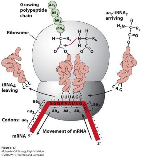 Three roles of RNA in protein synthesis.