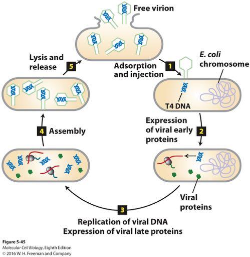 Step 1: When viral capsid proteins at the tip of the tail in T4 interacts with specific receptor proteins on the exterior of the host cell (adsorption), the viral genome is injected into the host