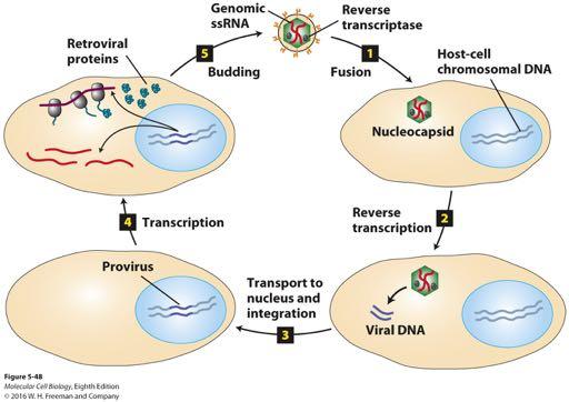 Retroviral life cycle.