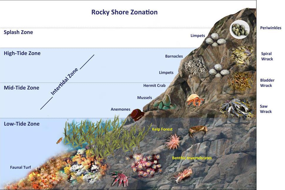 ROCKY SHORE Intertidal zone where organisms have adaptations to withstand exposure to air