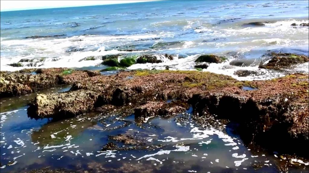TIDE POOLS Depressions in a rocky shoreline that are