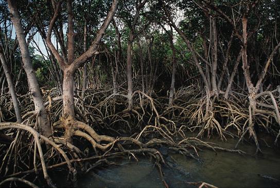 MANGROVES Mangroves are trees that grow in saltwater