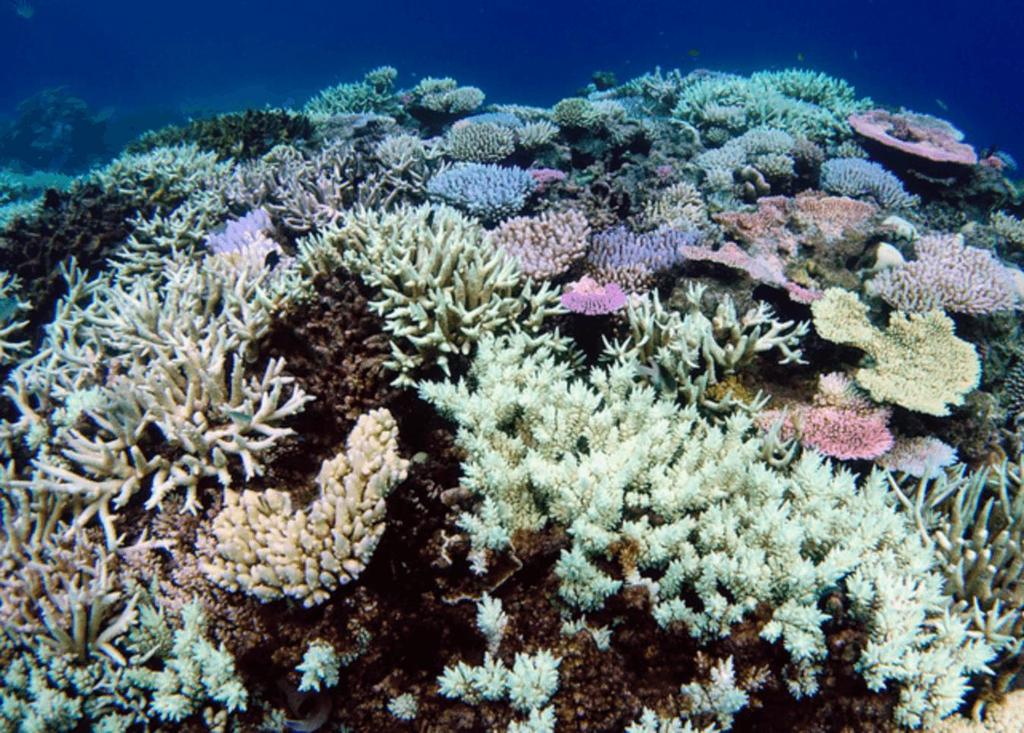 Global warming causes CORAL BLEACHING in