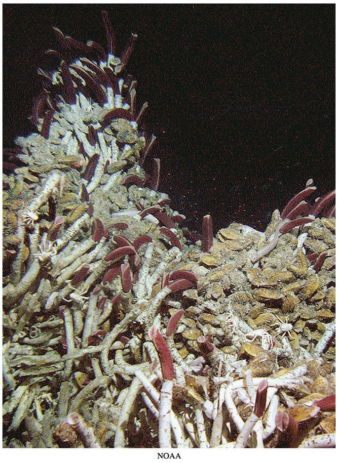 HYDROTHERMAL VENT COMMUNITY This community contains tube worms, mussels, etc.