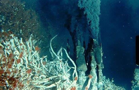 HYDROTHERMAL VENT COMMUNITY The intense heat dissolves metals and other inorganic substances