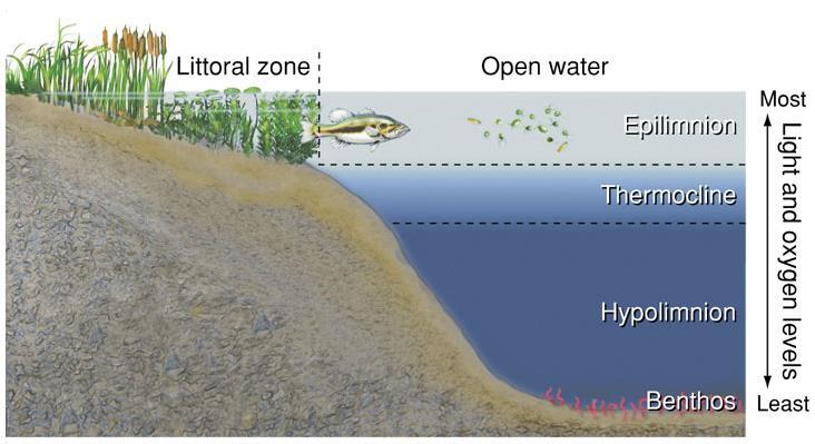 LAYERS OF A LAKE THERMOCLINE - distinctive temperature transition zone that separates upper layer and deeper layer.