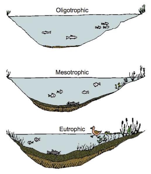 PRODUCTIVITY OF A LAKE OLIGOTROPHIC lakes are those bodies of water that have a poor nutrient supply and little/no