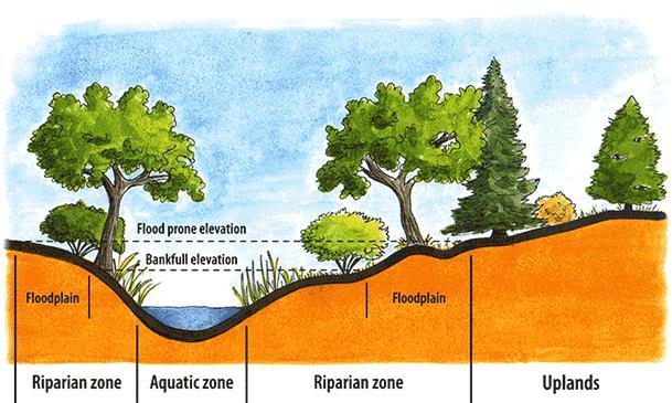 FLOWING WATER RIVERS / STREAMS RIPARIAN ZONE contains water loving plants and animals adapted to