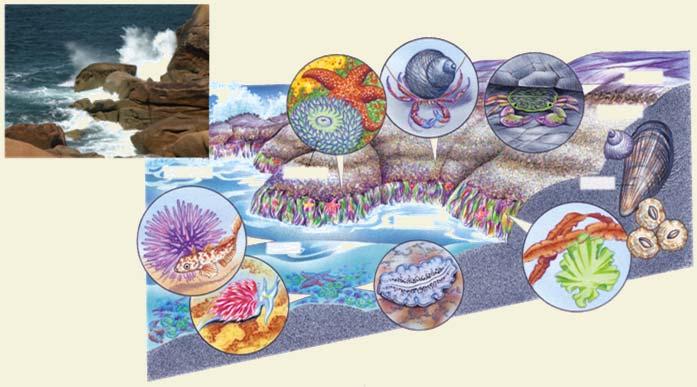 Rocky and Sandy Shores Host Different Types of Organisms Intertidal zone Rocky shores Sandy shores: beaches Living between the Tides Rocky Shore Beach Sea star Hermit crab Shore crab
