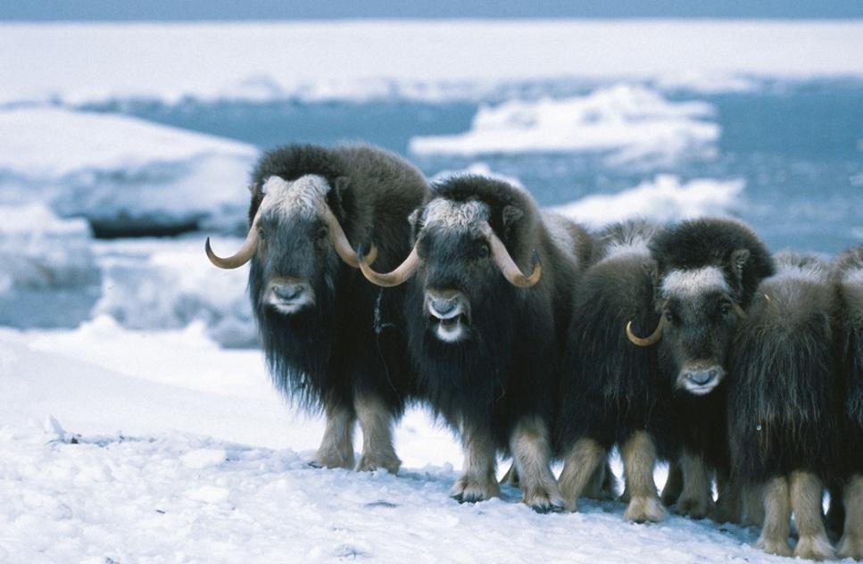 (a) The ptarmigan and (b) musk ox are both